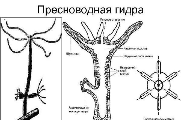 Кракен почему не заходит